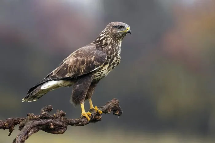 Gerahmter Druck : Graureiher, Buteo buteo