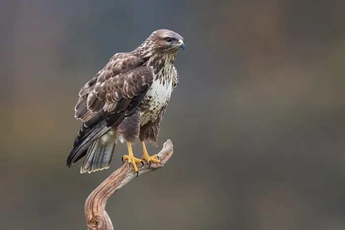 Gerahmter Druck : Graureiher, Buteo buteo.