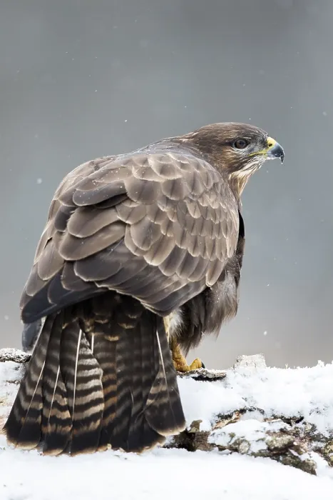 Gerahmter Druck : Graureiher, Buteo buteo