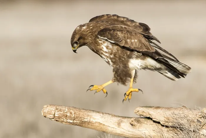 Gerahmter Druck : Common-Bussard, Buteo buteo Gerahmter Druck : Common-Bussard, Buteo buteo