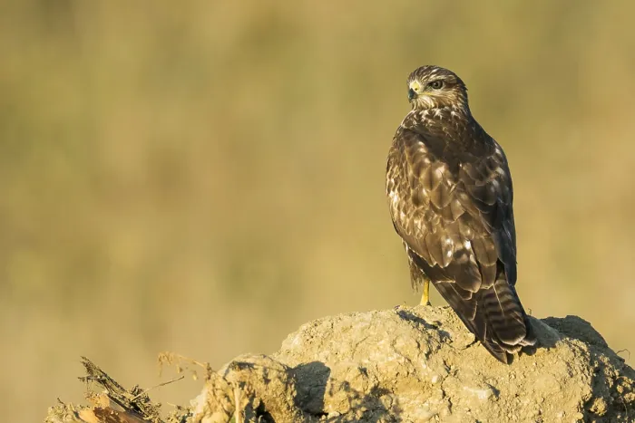 Gerahmter Druck : Graureiher, Buteo buteo. Gerahmter Druck : Graureiher, Buteo buteo.
