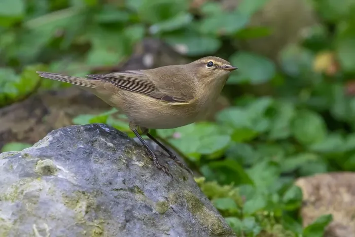 Gerahmter Druck : Gelbbauchmeise, Phylloscopus collybita Gerahmter Druck : Gelbbauchmeise, Phylloscopus collybita