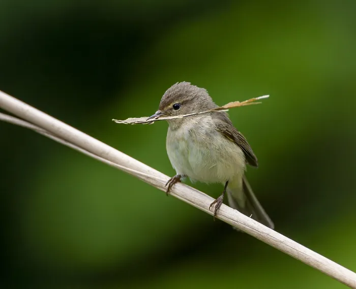 Gerahmter Druck : Grauschnäpper, Phylloscopus collybita