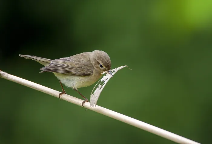 Gerahmter Druck : Gelbbauchmeise, Phylloscopus collybita Gerahmter Druck : Gelbbauchmeise, Phylloscopus collybita