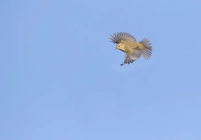 Gerahmter Druck : Grauschnäpper, Phylloscopus collybita