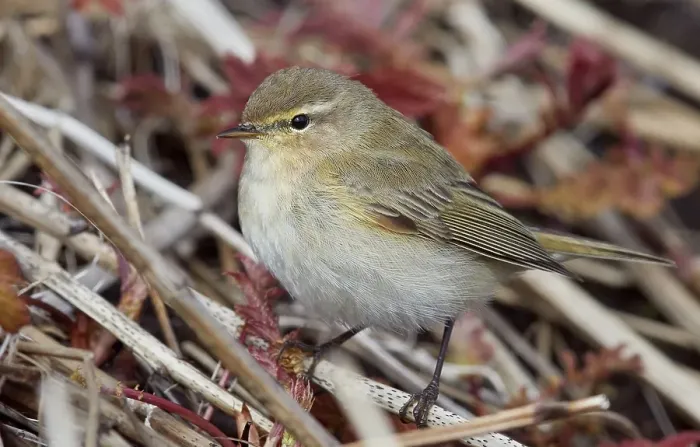 Gerahmter Druck : Grauer Stelschwirl, Phylloscopus trochilus