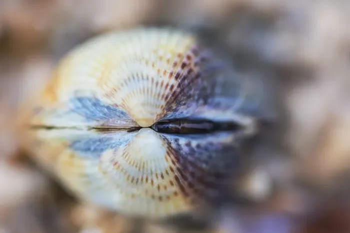 Gerahmter Druck : Gemeine Schnecke, Cerastoderma edule Gerahmter Druck : Gemeine Schnecke, Cerastoderma edule