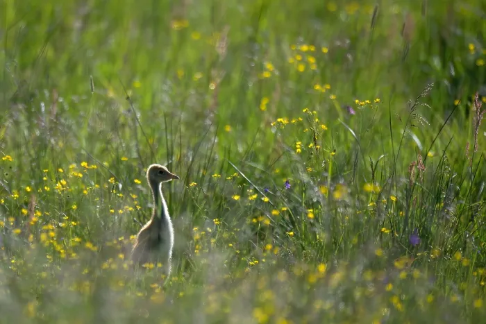 Gerahmter Druck : Graugans, Grus grus Gerahmter Druck : Graugans, Grus grus