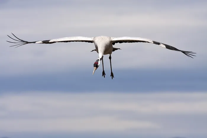 Gerahmter Druck : Grauer Kranich, Grus grus Gerahmter Druck : Grauer Kranich, Grus grus