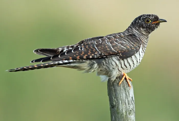 Gerahmter Druck : Grauschnäbel, Cuculus canorus Gerahmter Druck : Grauschnäbel, Cuculus canorus