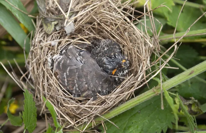 Gerahmter Druck : Grauschnäbel, Cuculus canorus Gerahmter Druck : Grauschnäbel, Cuculus canorus