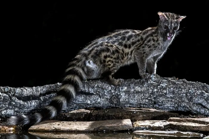 Gerahmter Druck : Gemeiner Genet, Genetta genetta Gerahmter Druck : Gemeiner Genet, Genetta genetta