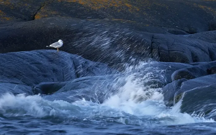 Gerahmter Druck : Graugans, Larus canus Gerahmter Druck : Graugans, Larus canus