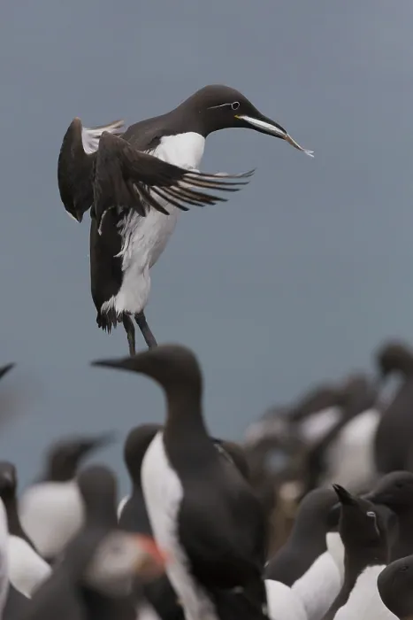 Gerahmter Druck : Common Murre Gerahmter Druck : Common Murre