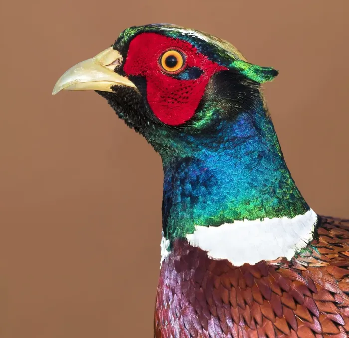 Gerahmter Druck : Geflügelte Strauß, Phasianus colchicus. Gerahmter Druck : Geflügelte Strauß, Phasianus colchicus.