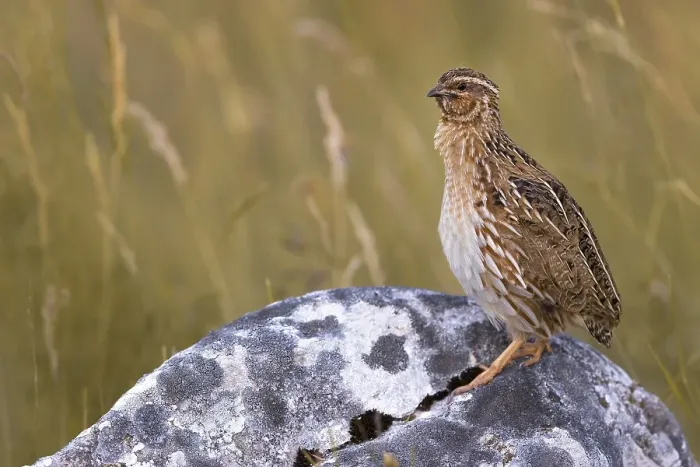 Gerahmter Druck : Grauammer, Coturnix coturnix