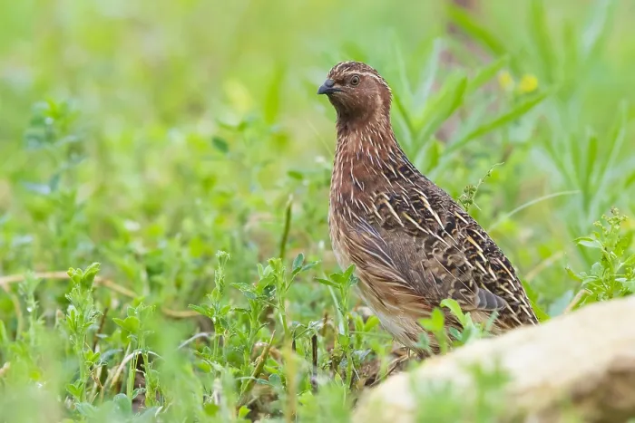 Gerahmter Druck : Grauschnäpper, Coturnix coturnix
