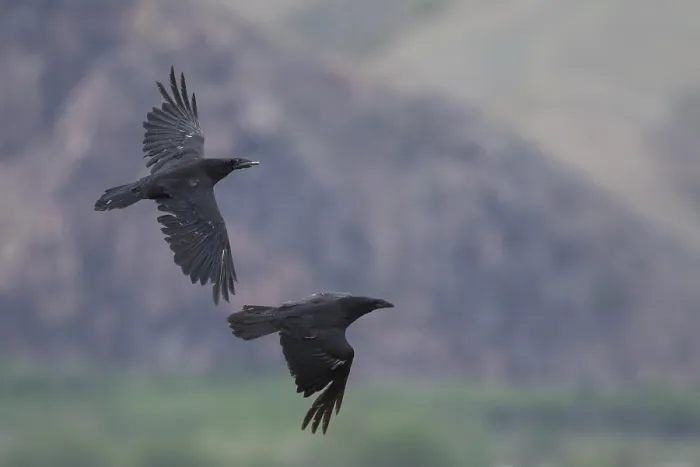 Gerahmter Druck : Korvette der Gemeine Raubvogel, Corvus corax