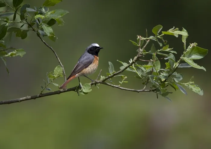 Gerahmter Druck : Rotbauchammer (Phoenicurus phoenicurus) Gerahmter Druck : Rotbauchammer (Phoenicurus phoenicurus)