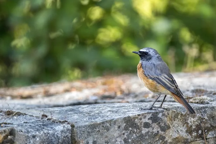 Gerahmter Druck : Rotbauchammer, Phoenicurus phoenicurus Gerahmter Druck : Rotbauchammer, Phoenicurus phoenicurus