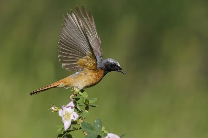 Gerahmter Druck : Rotbauchammer, Phoenicurus phoenicurus Gerahmter Druck : Rotbauchammer, Phoenicurus phoenicurus