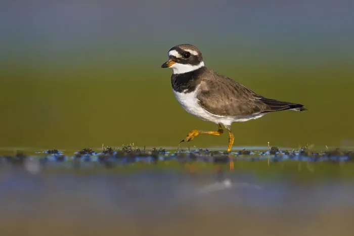 Gerahmter Druck : Gelbbrauner Ringelecker, Charadrius hiaticula
