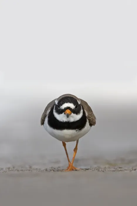 Gerahmter Druck : Grauer Strandläufer, Charadrius hiaticula Gerahmter Druck : Grauer Strandläufer, Charadrius hiaticula