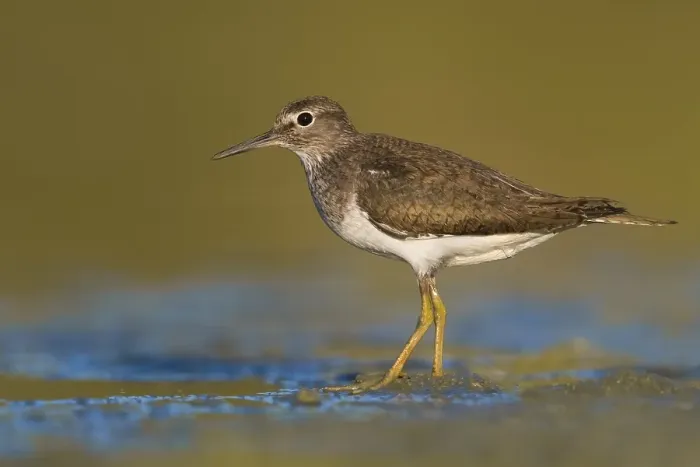 Gerahmter Druck : Gelbhacken-Schnepfe, Actitis hypoleucos