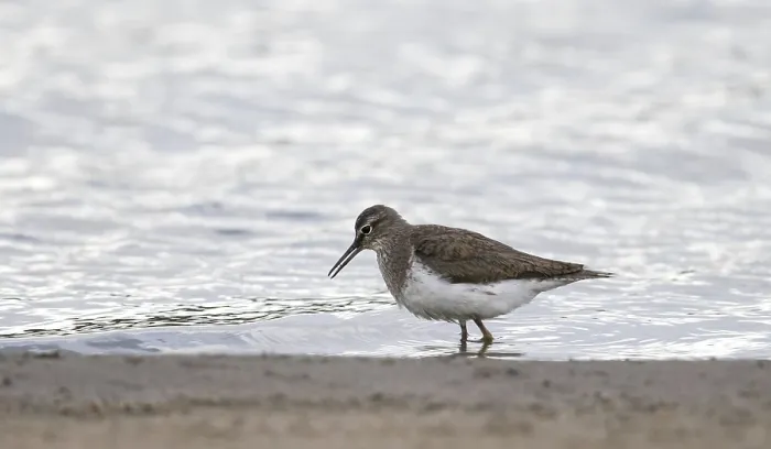 Gerahmter Druck : Gelbhacken-Schnepfe, Actitis hypoleucos Gerahmter Druck : Gelbhacken-Schnepfe, Actitis hypoleucos