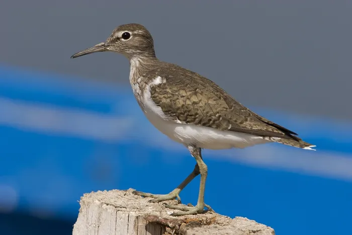 Gerahmter Druck : Grauammer, Actitis hypoleucos Gerahmter Druck : Grauammer, Actitis hypoleucos