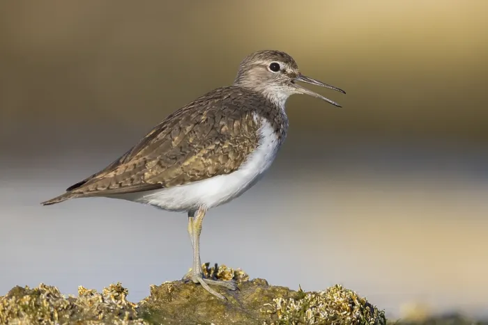 Gerahmter Druck : Gelbhacken-Schnepfe, Actitis hypoleucos Gerahmter Druck : Gelbhacken-Schnepfe, Actitis hypoleucos