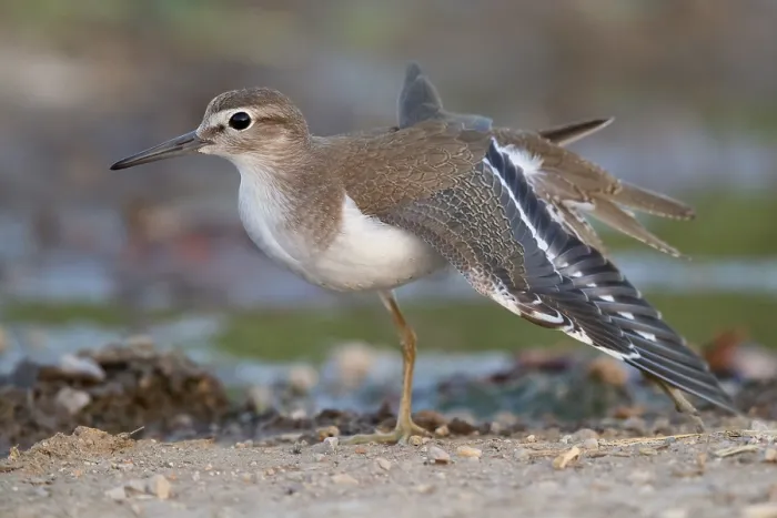 Gerahmter Druck : Gelbhacken-Schnepfe, Actitis hypoleucos