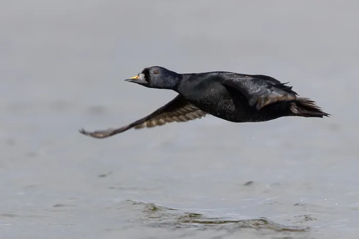 Gerahmter Druck : Common Scoter