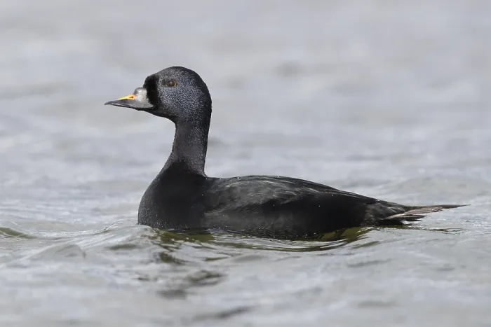 Gerahmter Druck : Common Scoter Gerahmter Druck : Common Scoter