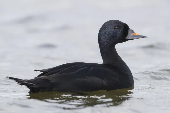 Gerahmter Druck : Common Scoter Gerahmter Druck : Common Scoter