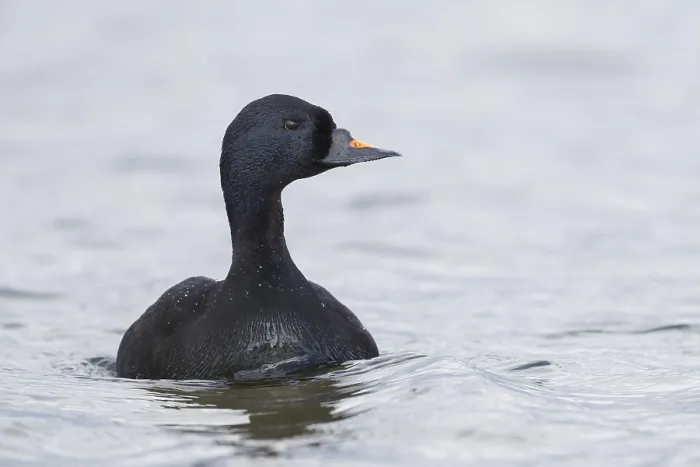 Gerahmter Druck : Common Scoter Gerahmter Druck : Common Scoter