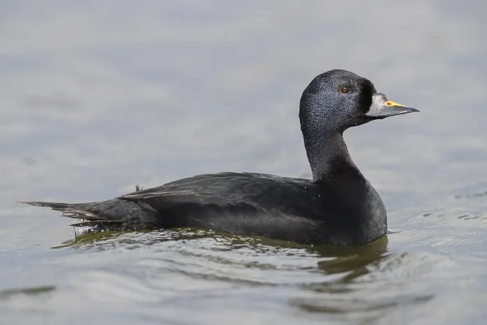 Gerahmter Druck : Common Scoter Gerahmter Druck : Common Scoter