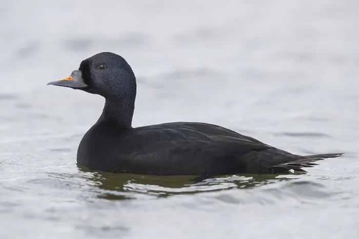 Gerahmter Druck : Common Scoter