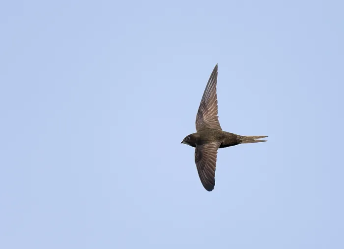 Gerahmter Druck : Common Swift, Apus apus Gerahmter Druck : Common Swift, Apus apus