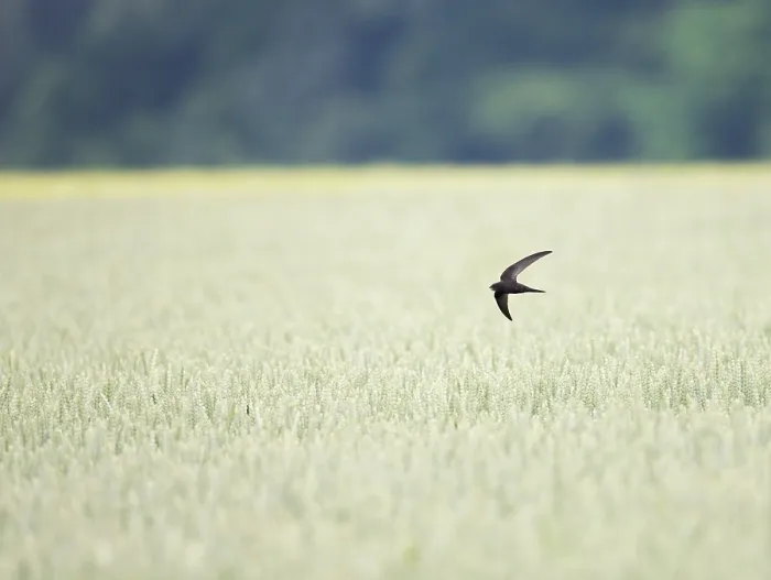 Gerahmter Druck : Common Swift, Apus apus Gerahmter Druck : Common Swift, Apus apus