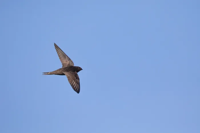 Gerahmter Druck : Common Swift, Apus apus Gerahmter Druck : Common Swift, Apus apus