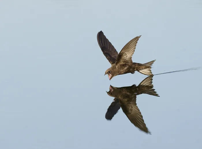 Gerahmter Druck : Common Swift; Apus apus Gerahmter Druck : Common Swift; Apus apus