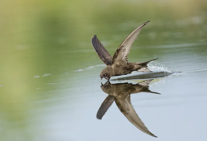 Gerahmter Druck : Common Swift; Apus apus Gerahmter Druck : Common Swift; Apus apus