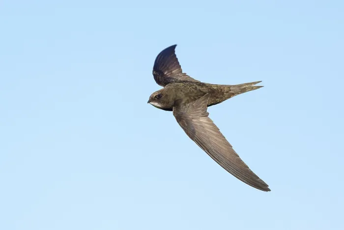 Gerahmter Druck : Common Swift; Apus apus Gerahmter Druck : Common Swift; Apus apus