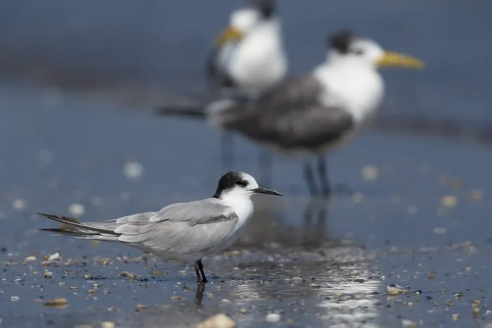 Gerahmter Druck : Gelbfuß-Tern Gerahmter Druck : Gelbfuß-Tern