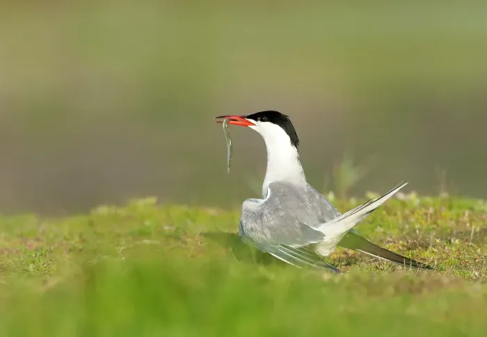 Gerahmter Druck : Gelbhakenschnäpper, Sterna hirundo Gerahmter Druck : Gelbhakenschnäpper, Sterna hirundo