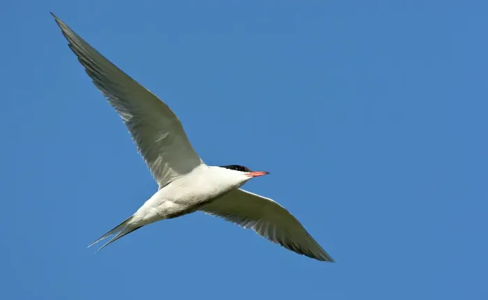 Gerahmter Druck : Gelbhalssturmtaucher, Sterna hirundo Gerahmter Druck : Gelbhalssturmtaucher, Sterna hirundo