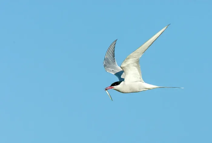 Gerahmter Druck : Gelbbauchsturmtaucher, Sterna hirundo Gerahmter Druck : Gelbbauchsturmtaucher, Sterna hirundo