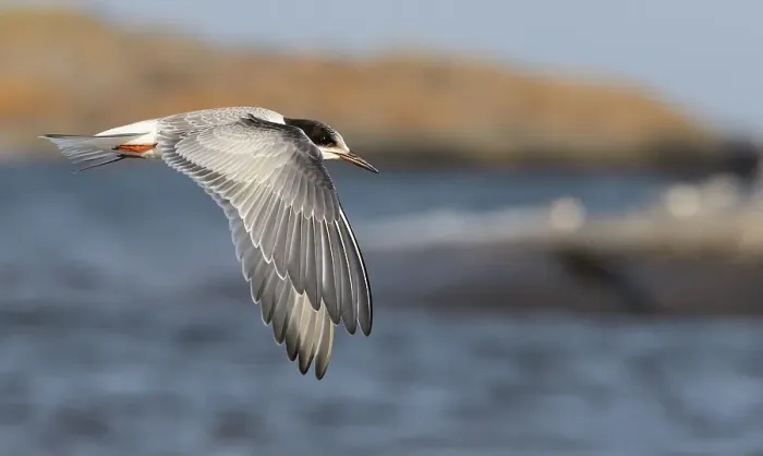 Gerahmter Druck : Gelbfuß-Tern, Sterna hirundo Gerahmter Druck : Gelbfuß-Tern, Sterna hirundo