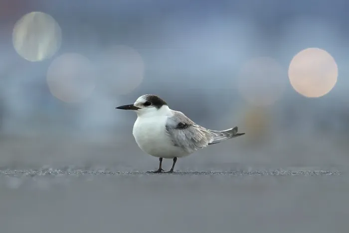 Gerahmter Druck : Gelbbauchsturmtaucher, Sterna hirundo